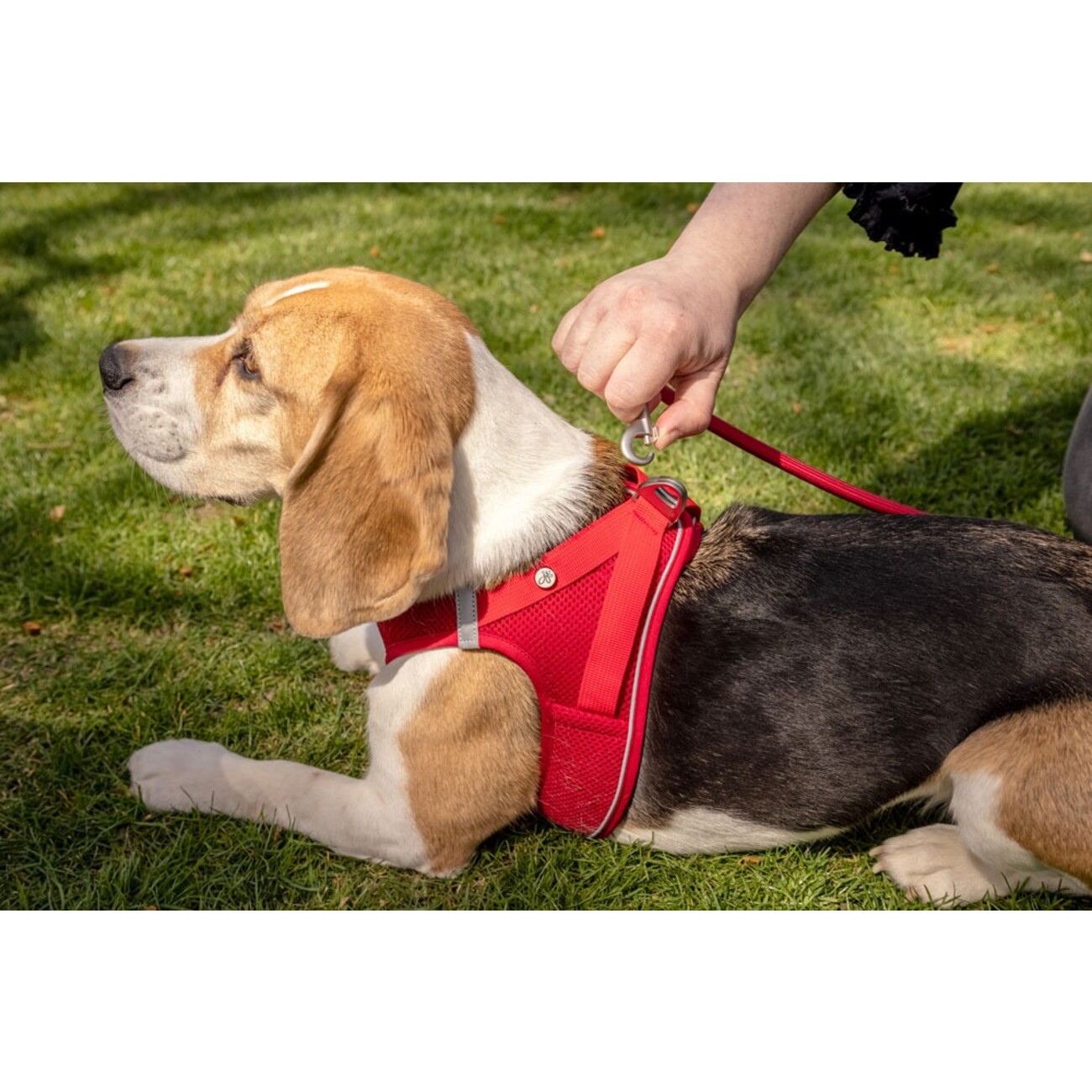 Curli Vest Geschirr Magnetic V2 Bild 6
