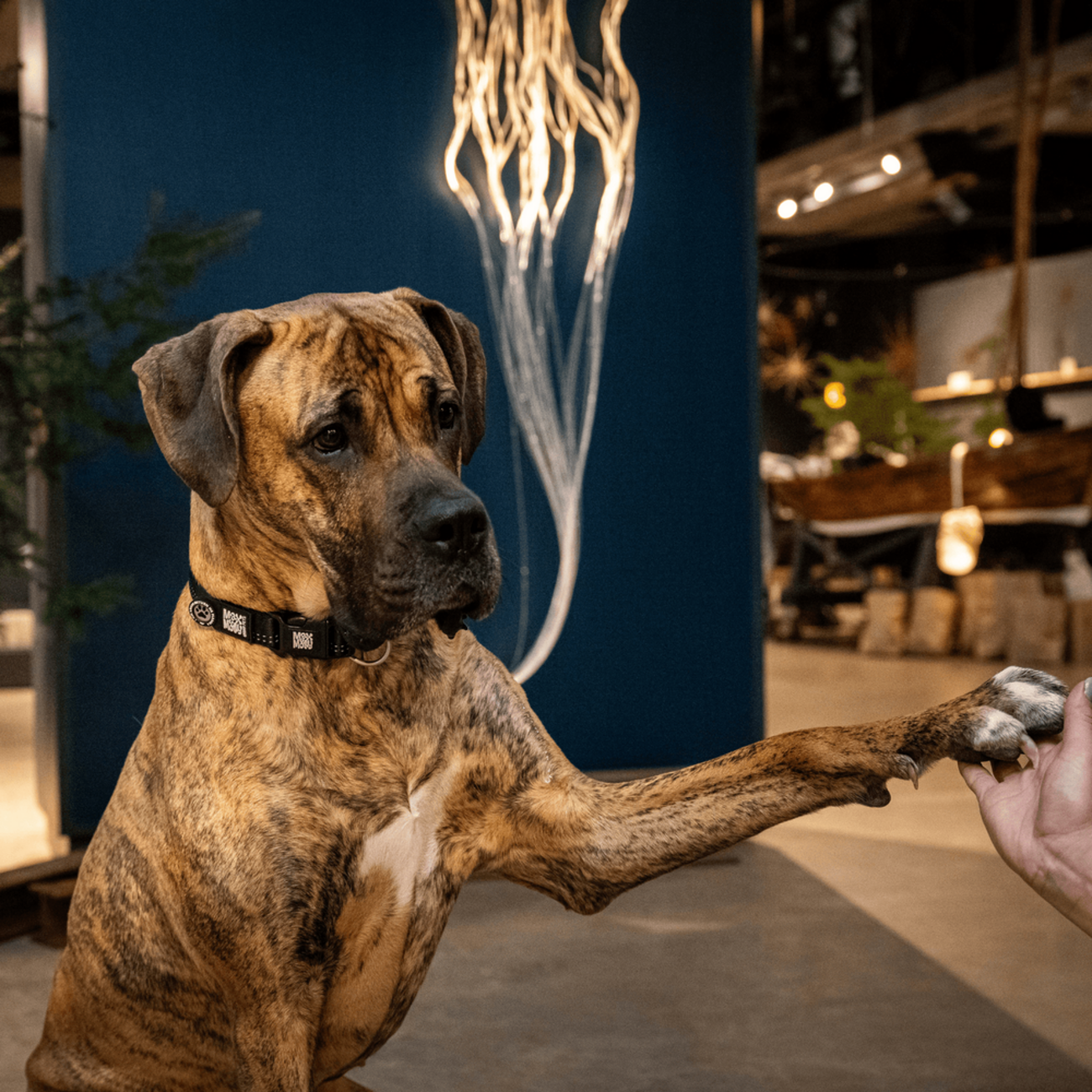 Max & Molly Matrix 2.0 Gotha Smart ID Halsband für Hunde | tiierisch.de Bild 5