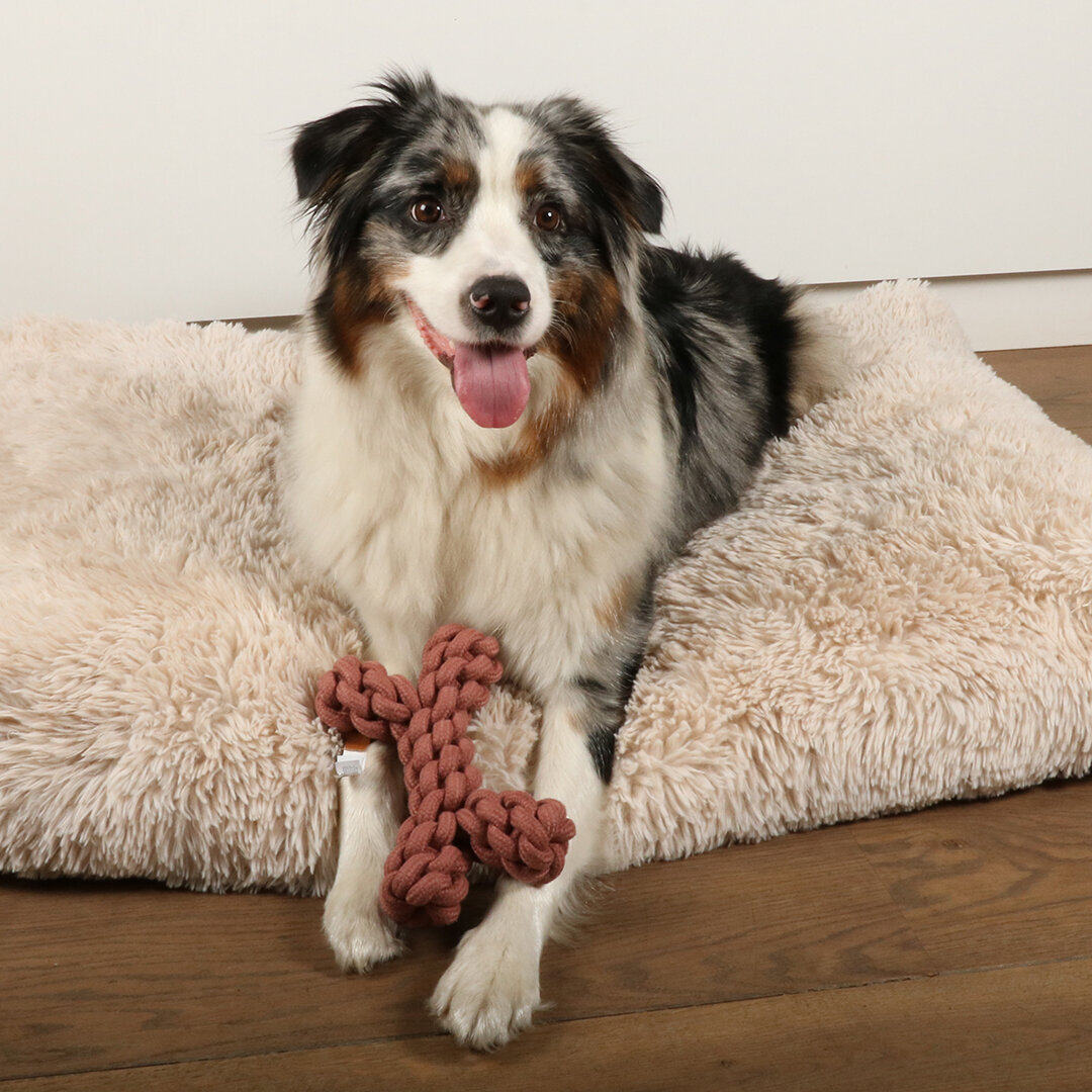 Dente rope toy Hundetau Bild 15