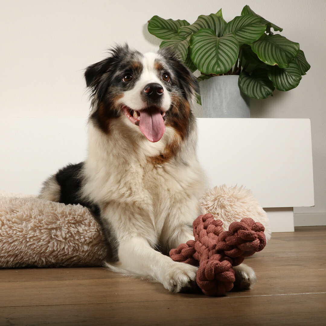 Dente rope toy Hundetau Bild 2