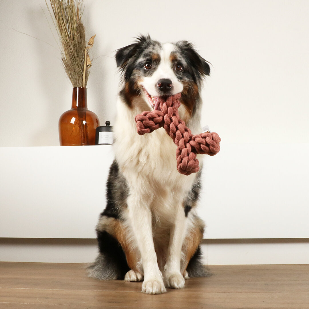 Dente rope toy Hundetau Bild 17