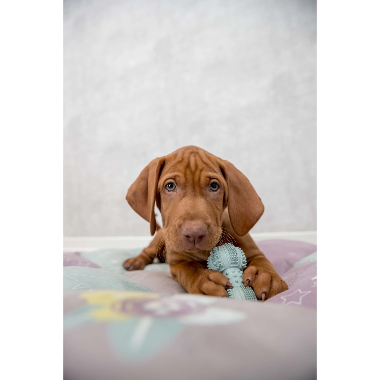 Junior Gummi Hantel für Hunde Bild 2