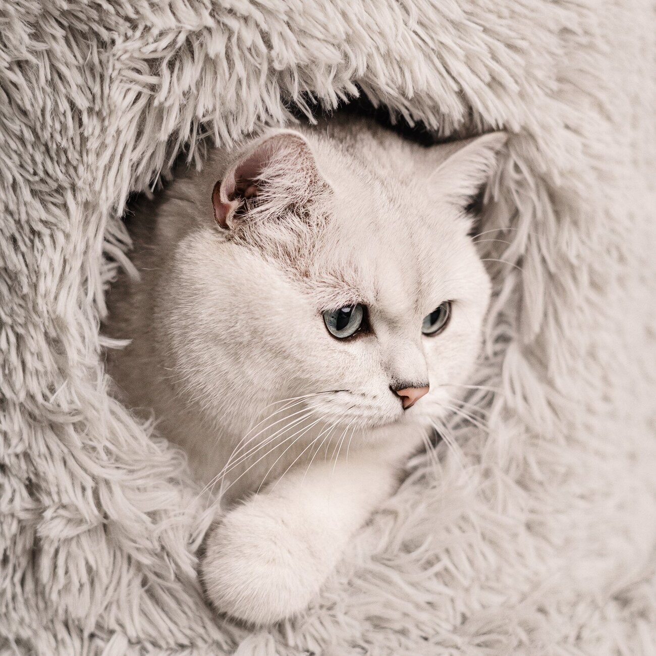 Echtholz Kratzbaum Ziza Bild 8