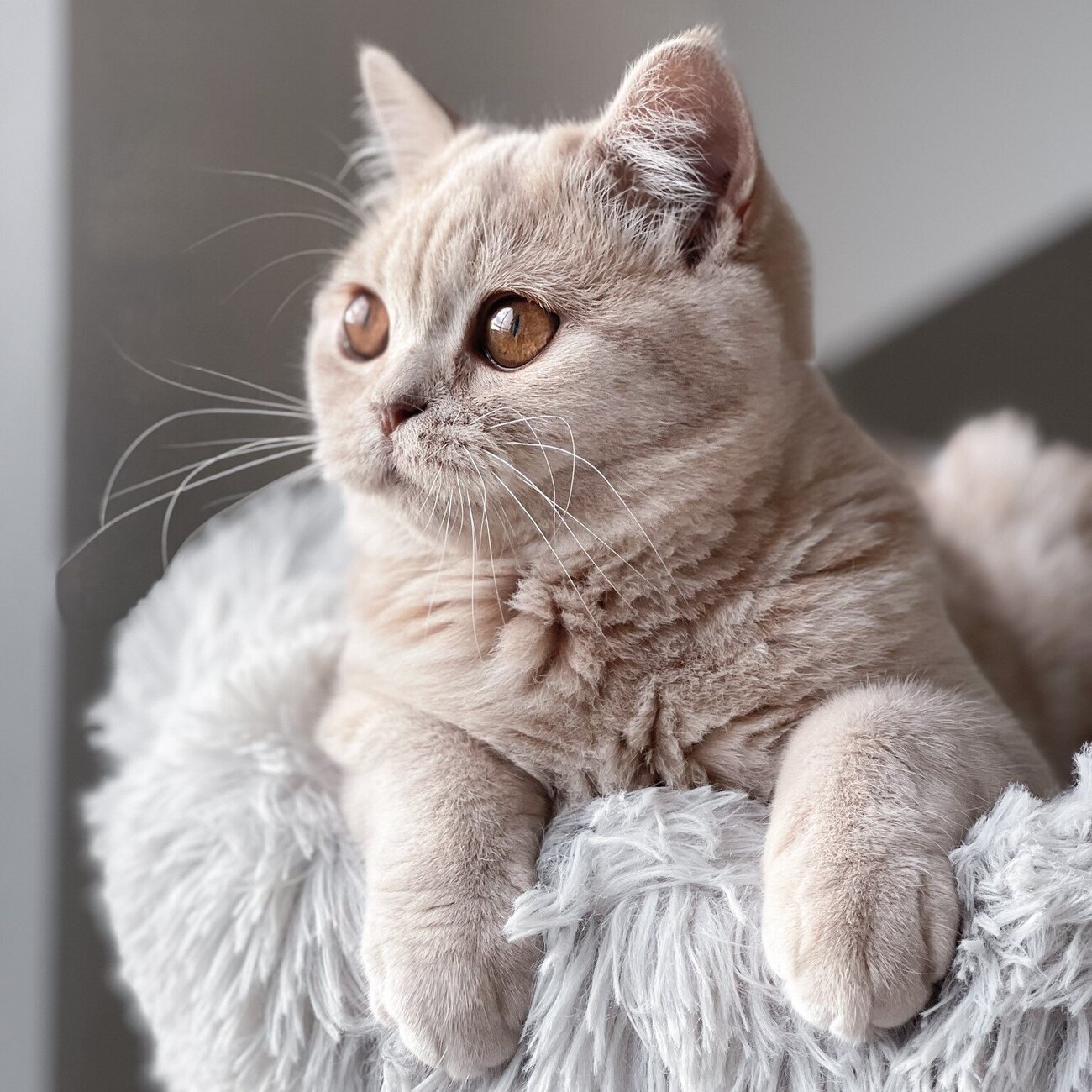 Echtholz Kratzbaum Zora Bild 3