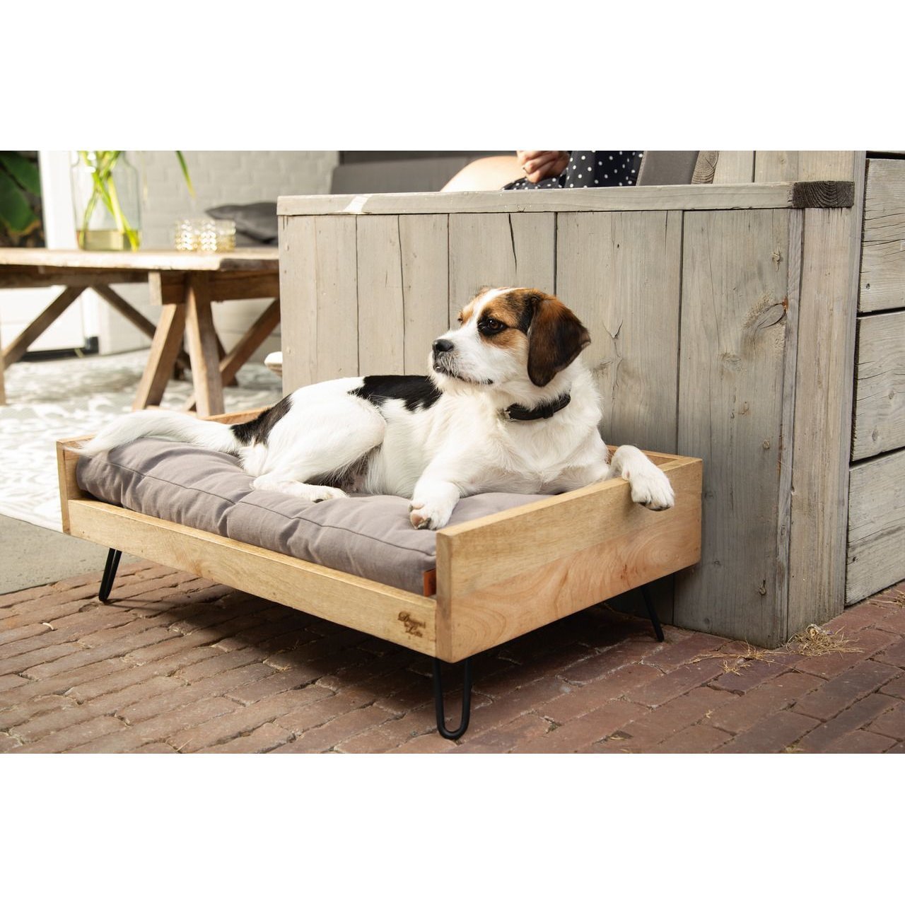 Designed by Lotte Holzbett für Hunde Turana Bild 2