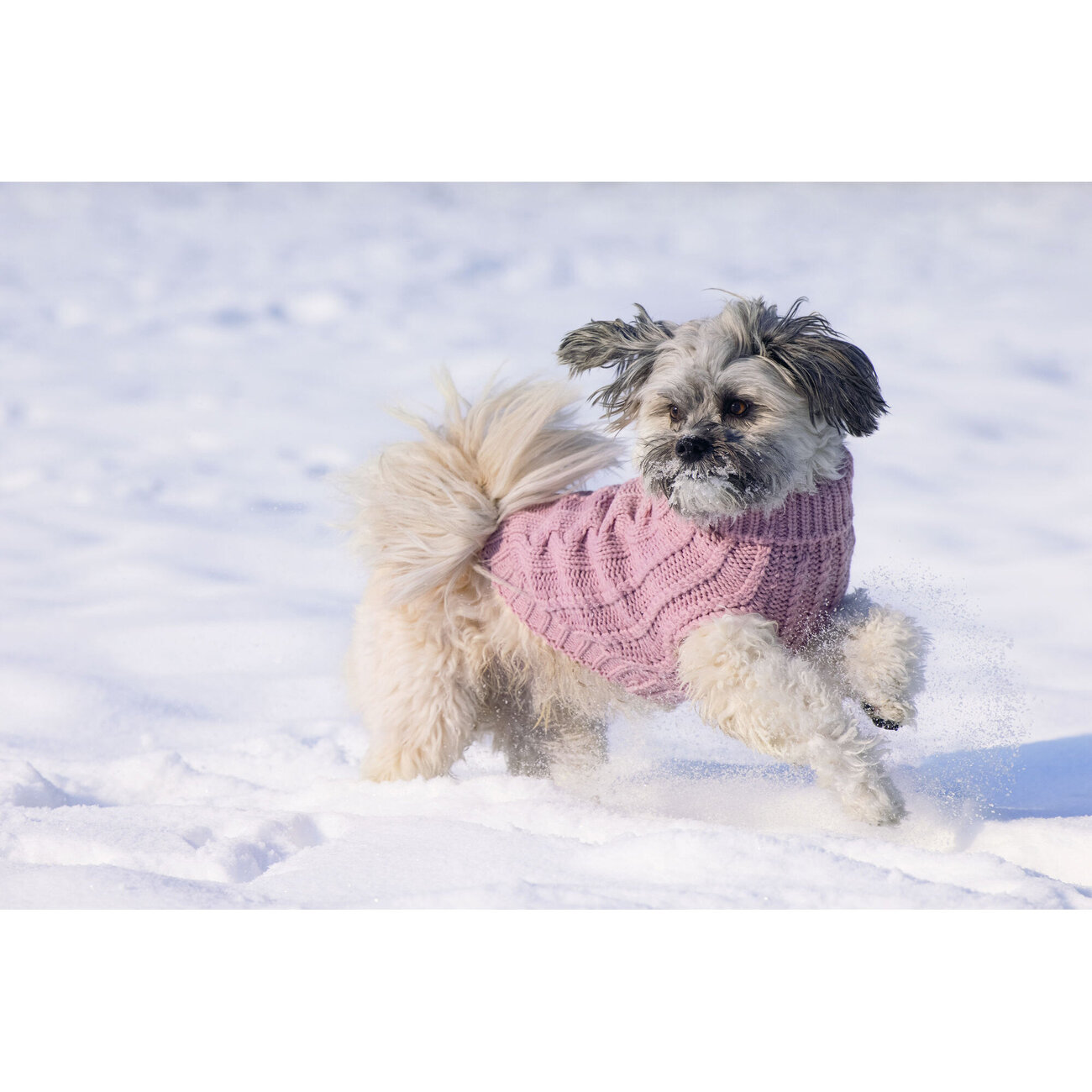 Hundepullover Haida Bild 7