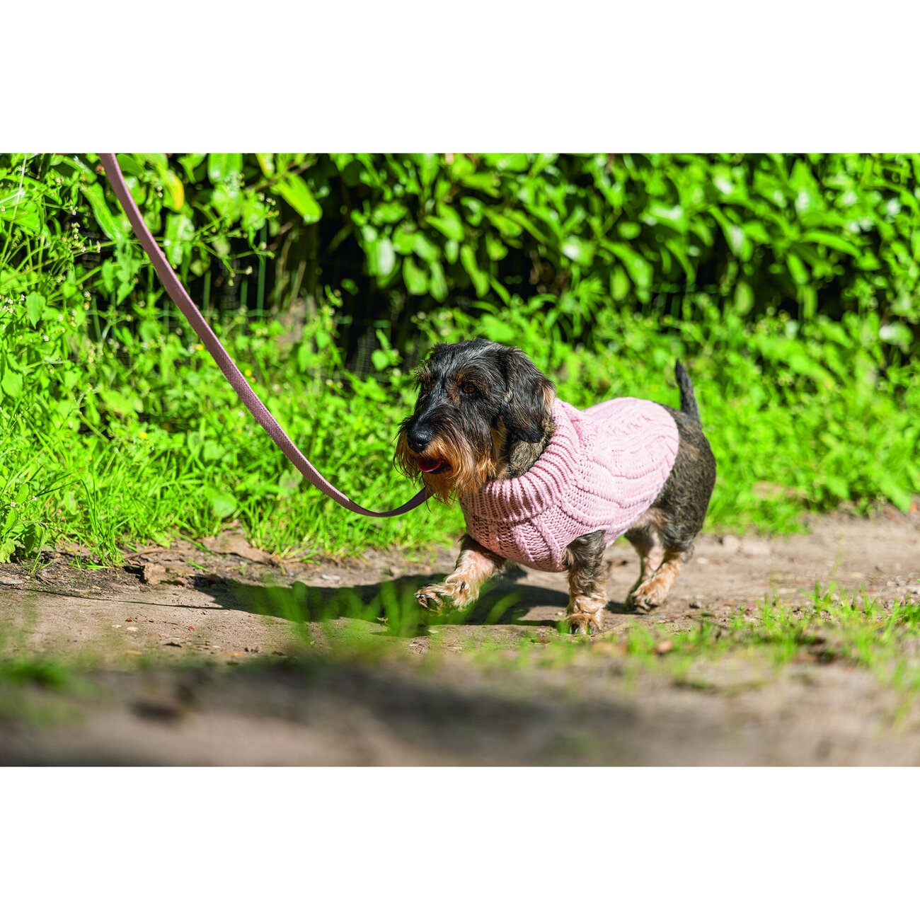 Hundepullover Haida Bild 9