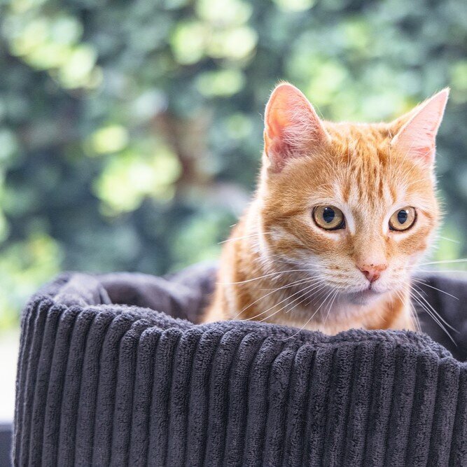 Katzenkorb gerippt Bild 11