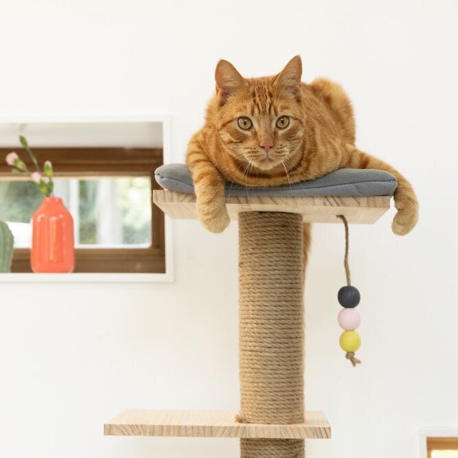 Kratzbaum Kamina Bild 3