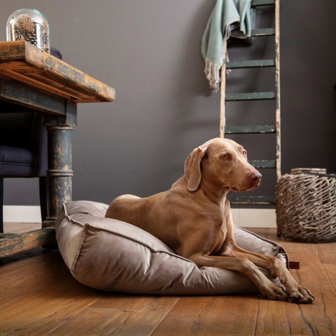 Designed by Lotte Nalino Hundekissen Bild 10