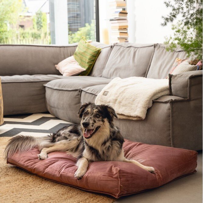 Designed by Lotte Nalino Hundekissen Bild 7