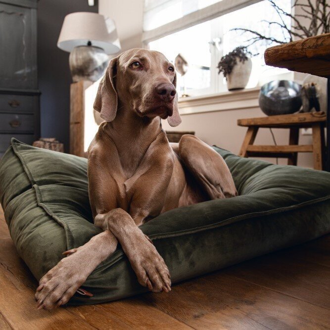 Designed by Lotte Nalino Hundekissen Bild 2