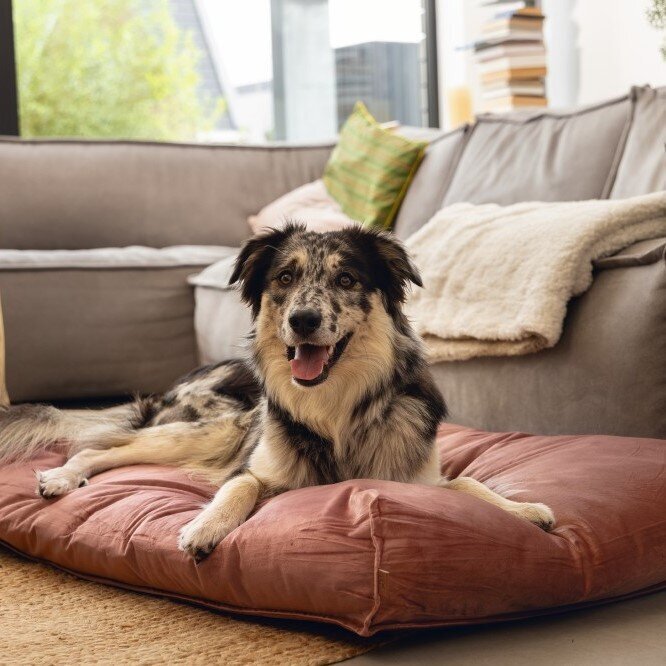 Designed by Lotte Nalino Hundekissen Bild 6