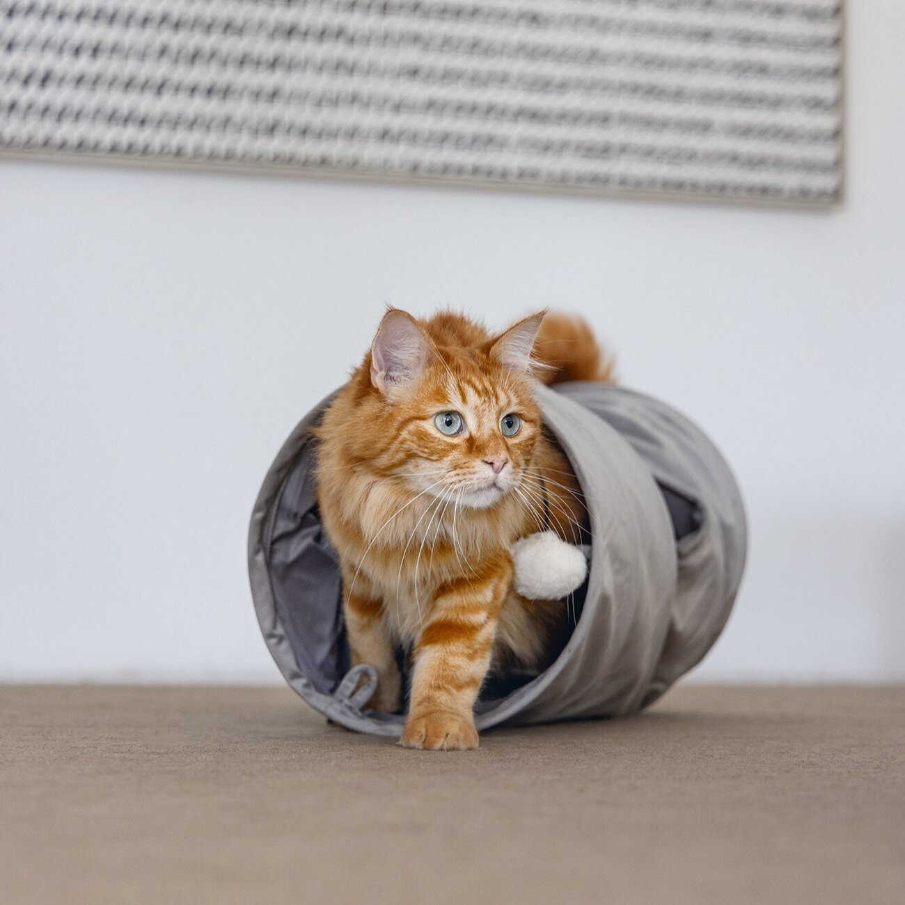 Samtig weicher Katzentunnel Cylla Bild 3