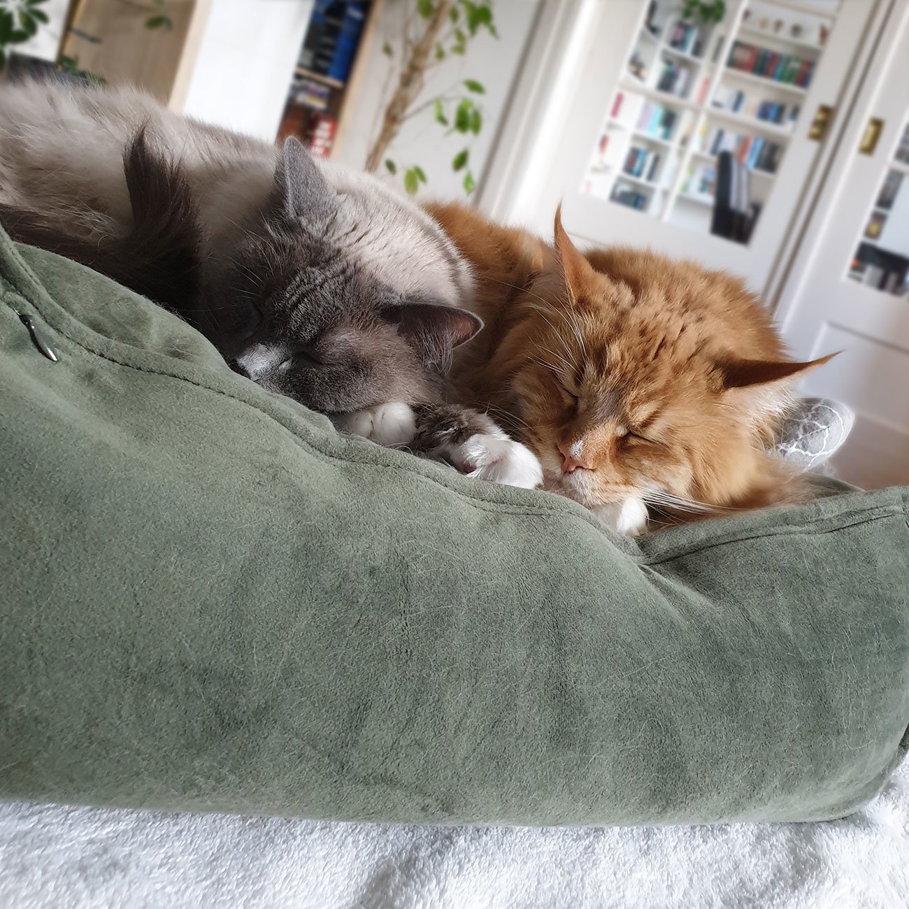 Designed by Lotte Katzenkissen Velveti Bild 2