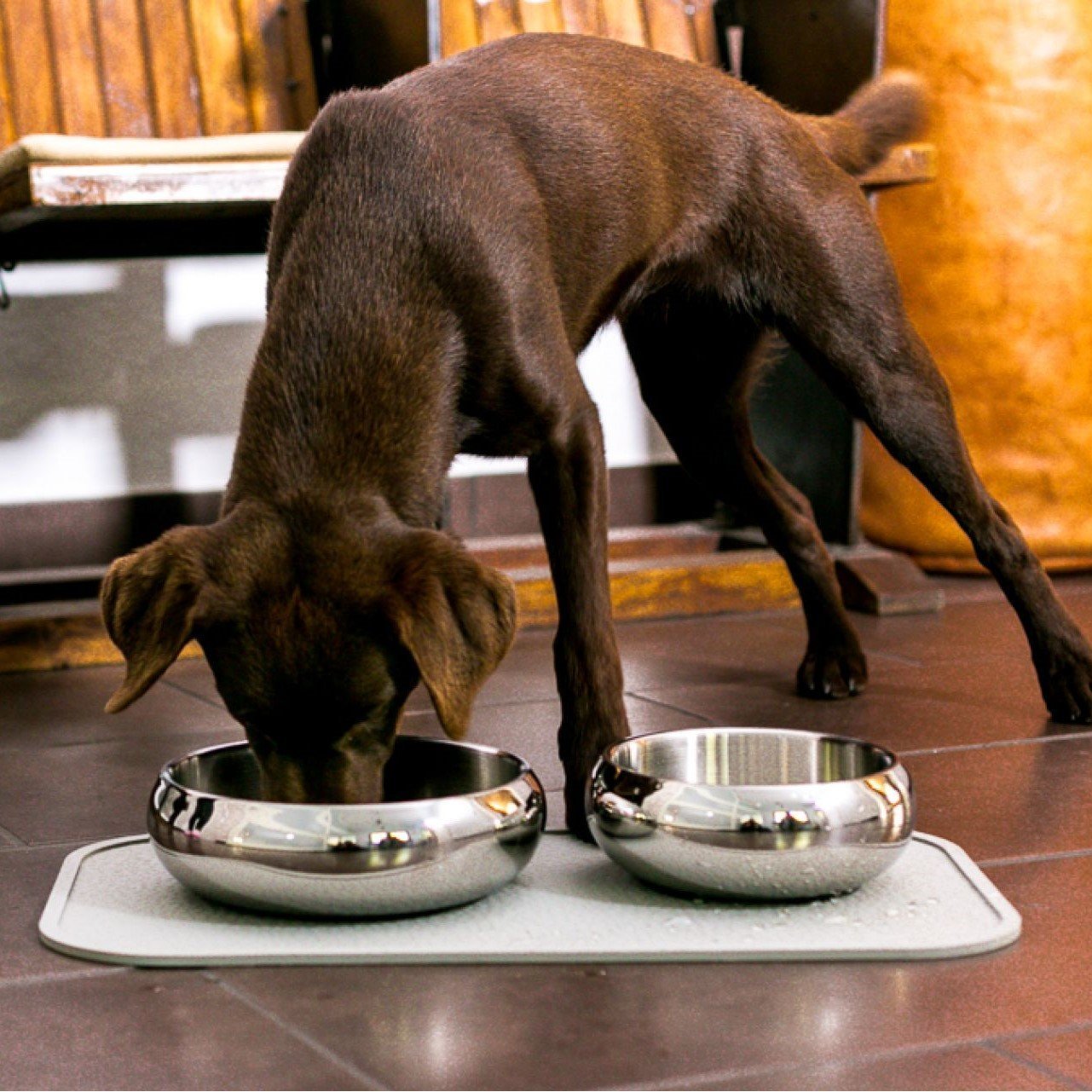 Diner Steel Hundenapf Bild 2