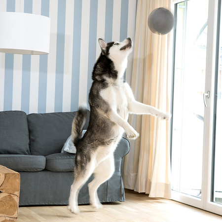 Doctor Bark Toy Ball - Hundespielzeug Bild 2