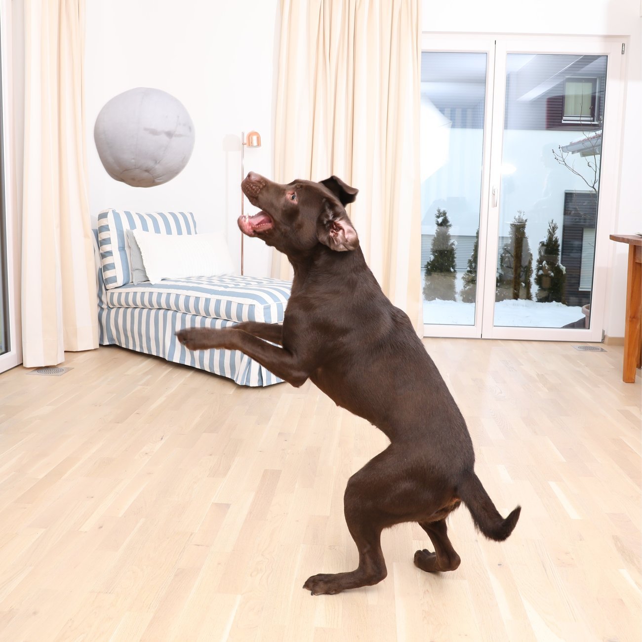 Doctor Bark Toy Ball - Hundespielzeug Bild 4