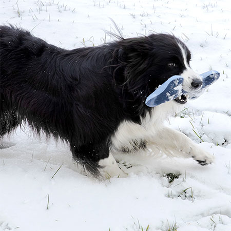 Doctor Bark Toy Bone - Hundespielzeug Bild 3