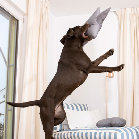 Doctor Bark Toy Star - Hundespielzeug Bild 2