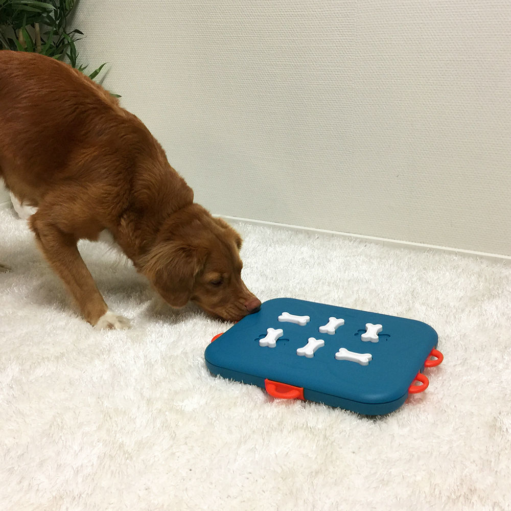 Dog Casino Hundespielzeug Plastik Bild 5