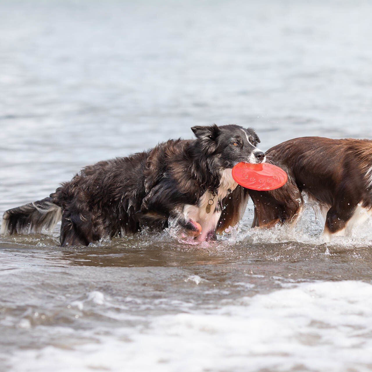 Dog Disc aus thermoplastischem Gummi (TPR) Bild 5