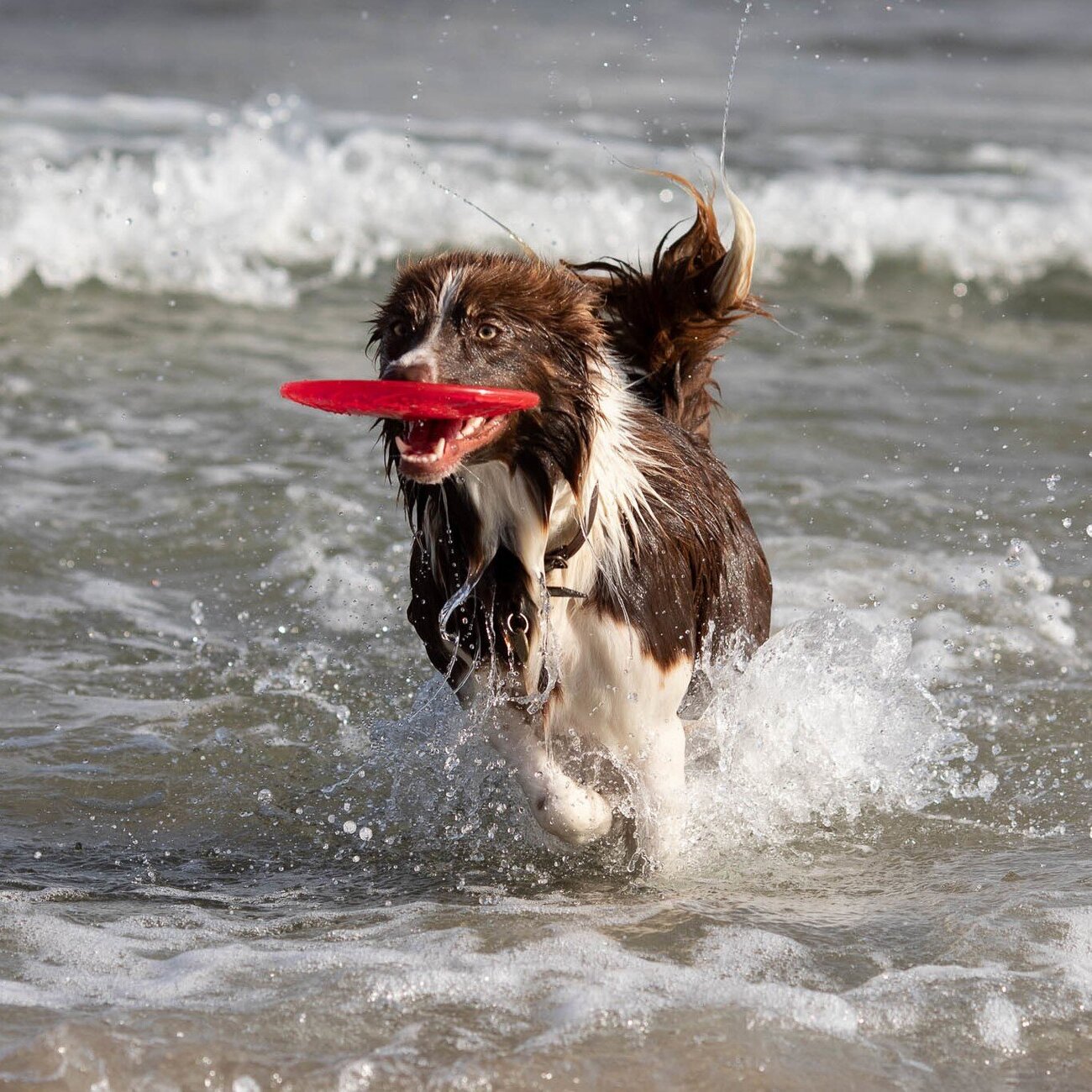 Dog Disc aus thermoplastischem Gummi (TPR) Bild 2