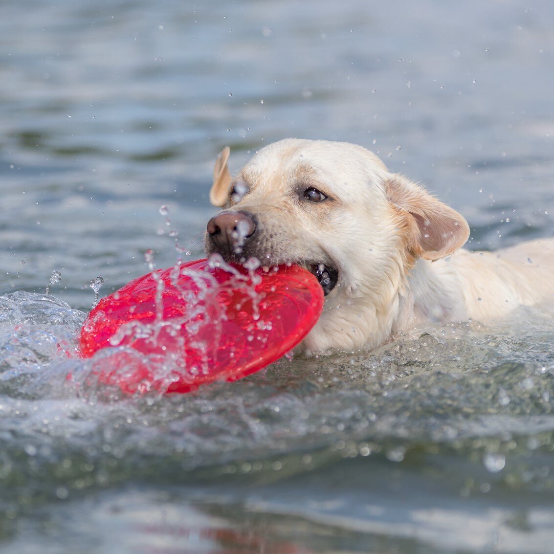 Dog Disc aus thermoplastischem Gummi (TPR) Bild 4