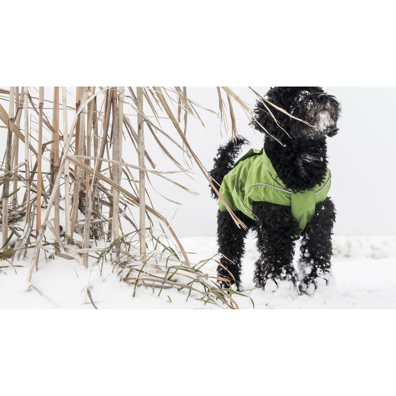 DogBite Hunde Ganzjahres Regenjacke Matt Bild 10