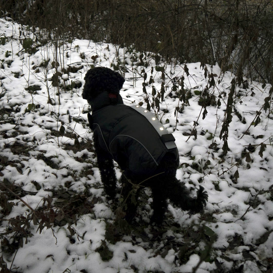 DogBite Hunde Leucht-Winterjacke mit LED Bild 3