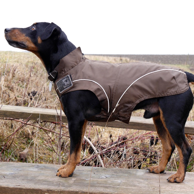 DogBite Hunde Regenjacke Bild 10