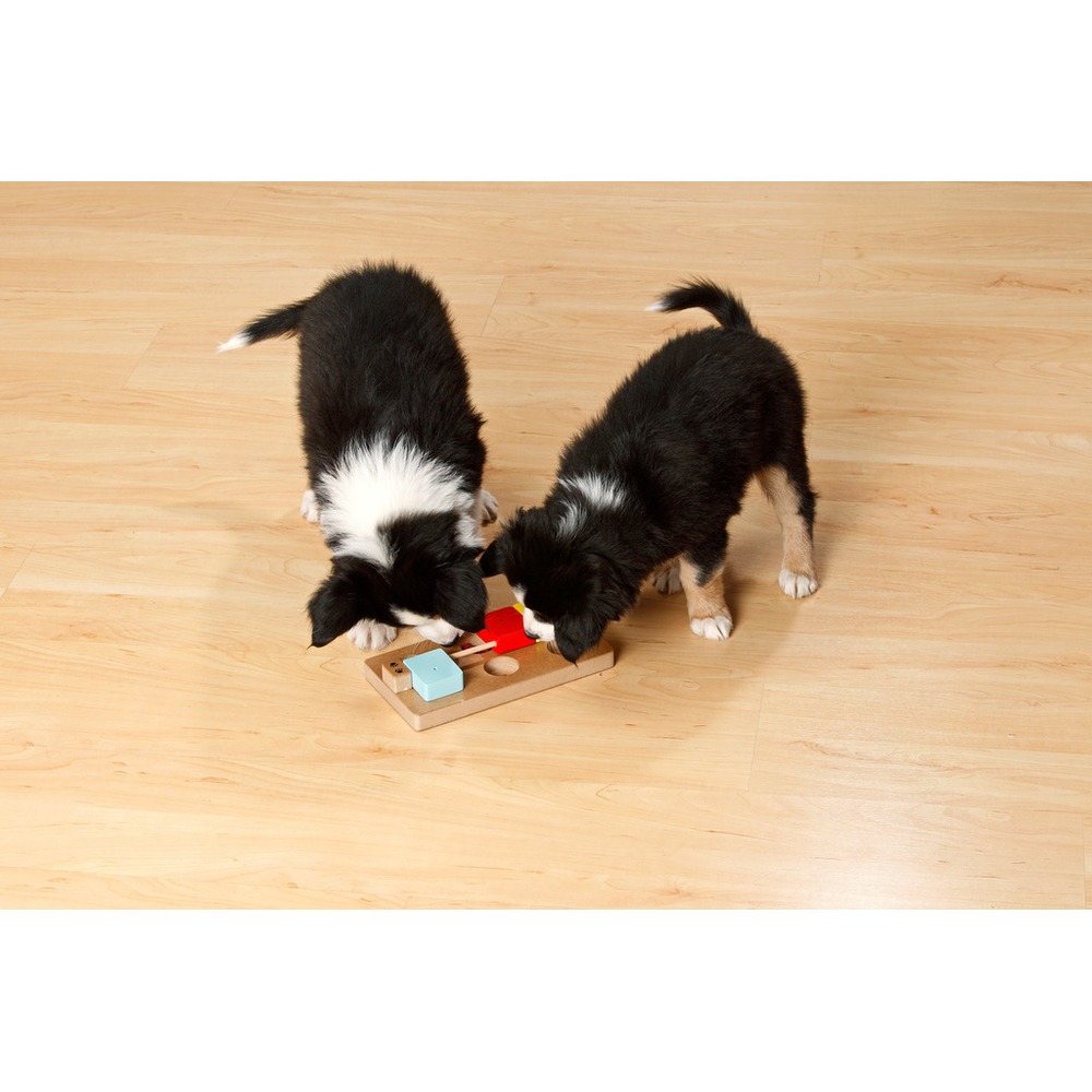 Doggy Brain Train Rocky Bild 2