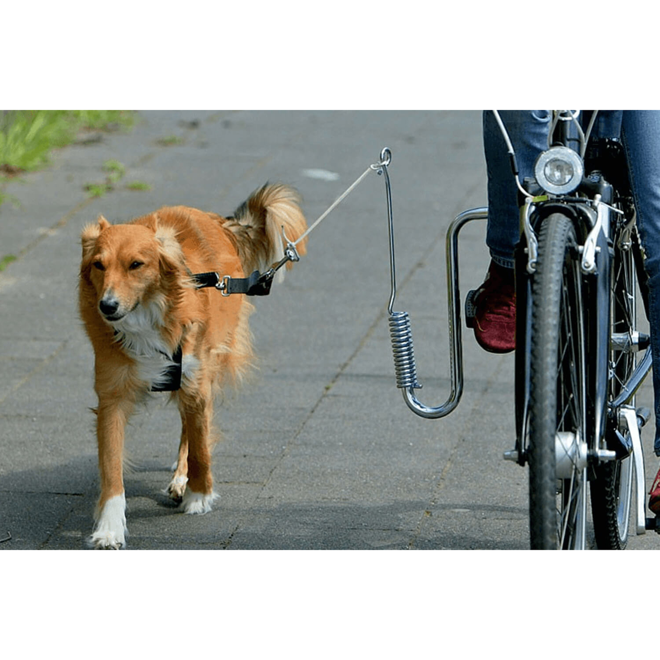 Doggy Guide Fahrradhalter Hund Bild 3
