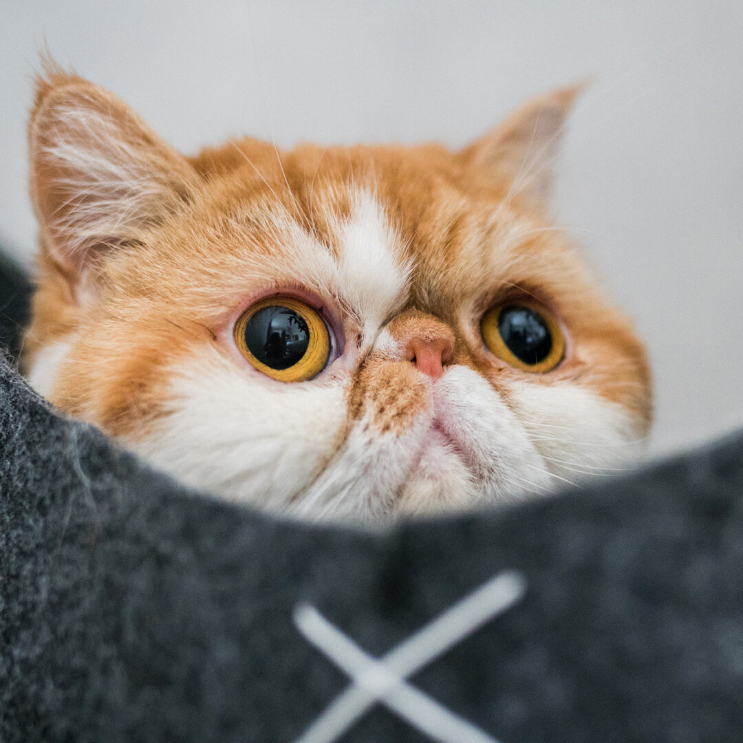 Asiatische Katzenhöhle Indy aus Filz Bild 3