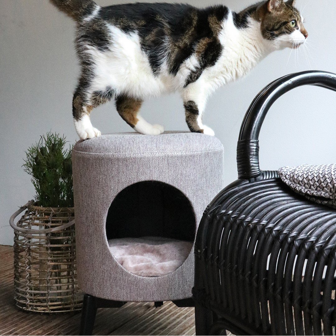 Katzenhaus Louis Bild 2