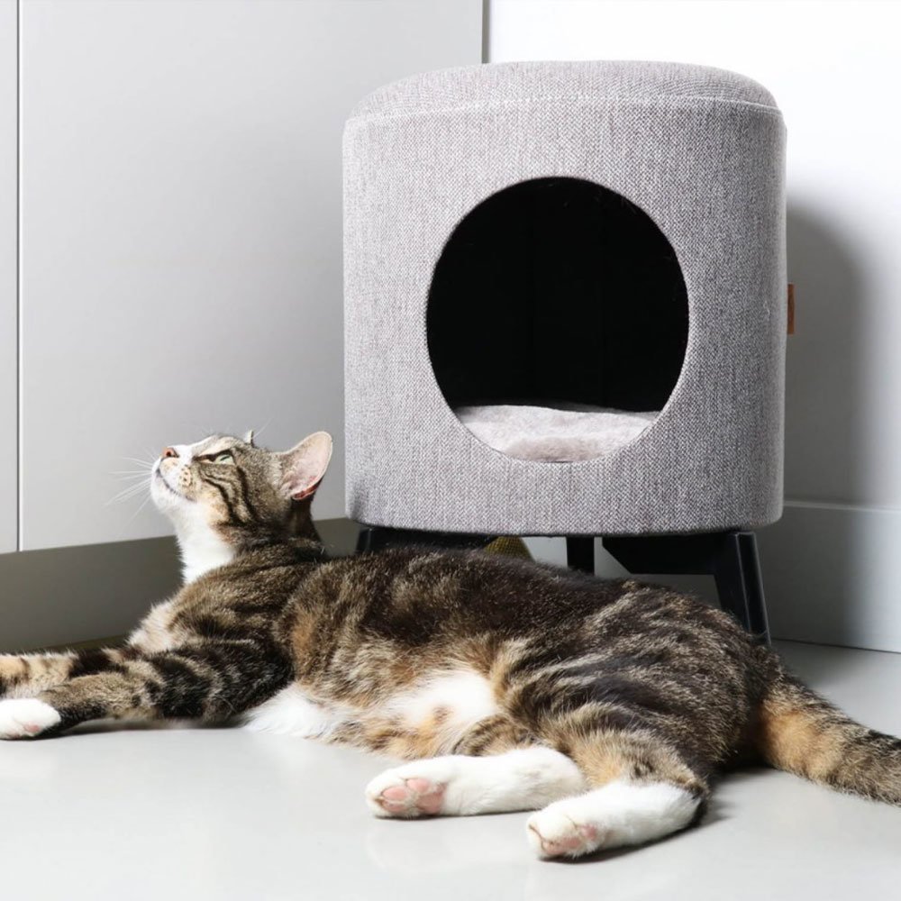 Katzenhaus Louis Bild 3