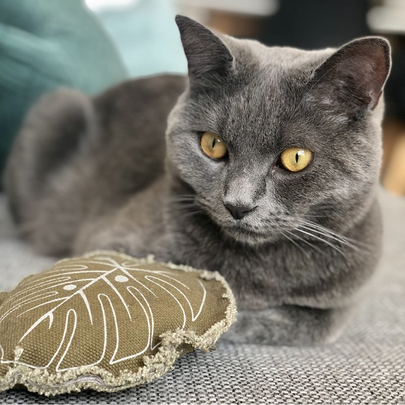 Spielzeug Blatt Katzenminze Bild 2