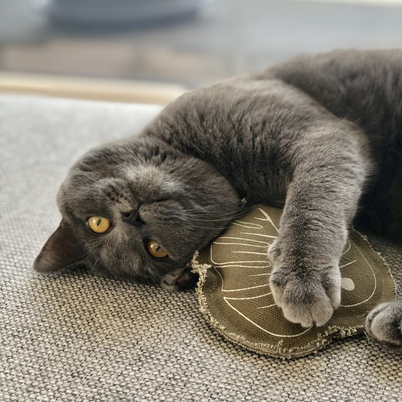 Spielzeug Blatt Katzenminze Bild 10