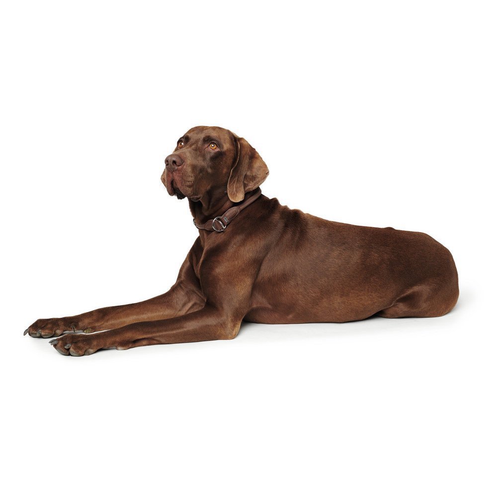 Dressurhalsung Round & Soft Bild 2