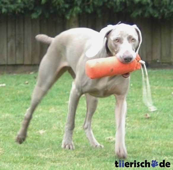 Hundetraining Dummy CLIX Bild 4