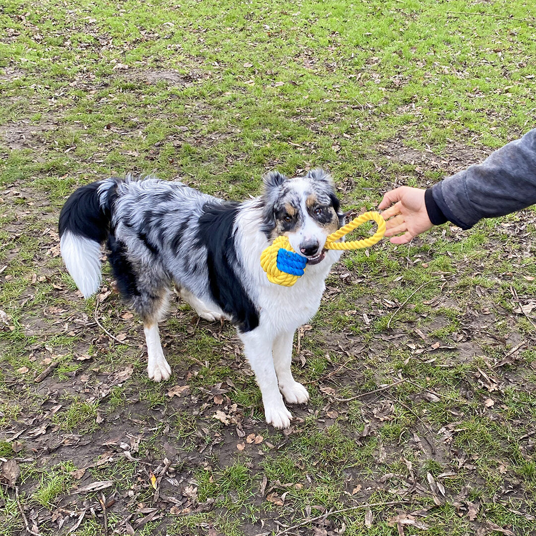 Die Schlümpfe Ball Hundespielzeug Bild 7