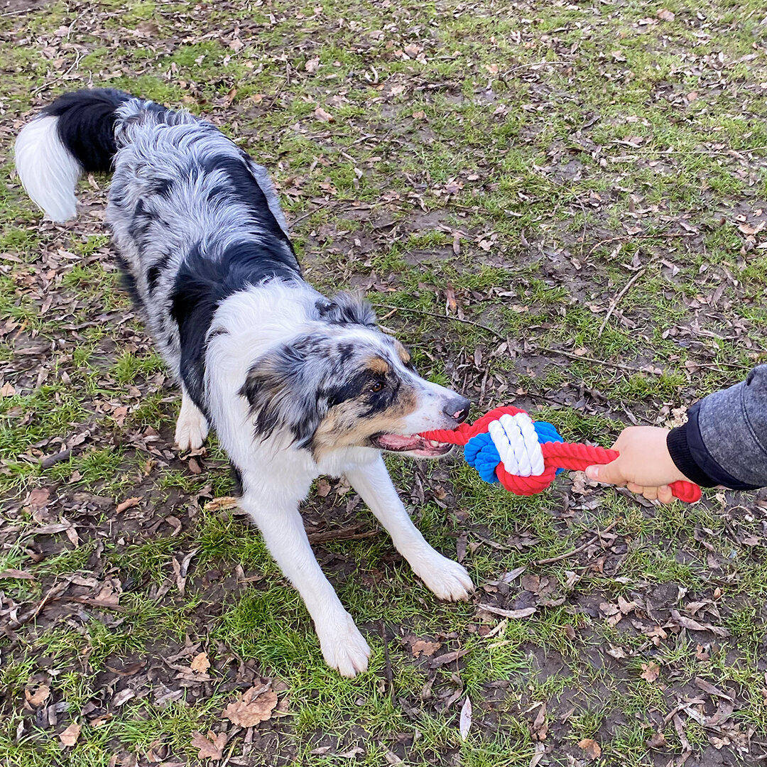 Die Schlümpfe Ball Hundespielzeug Bild 10