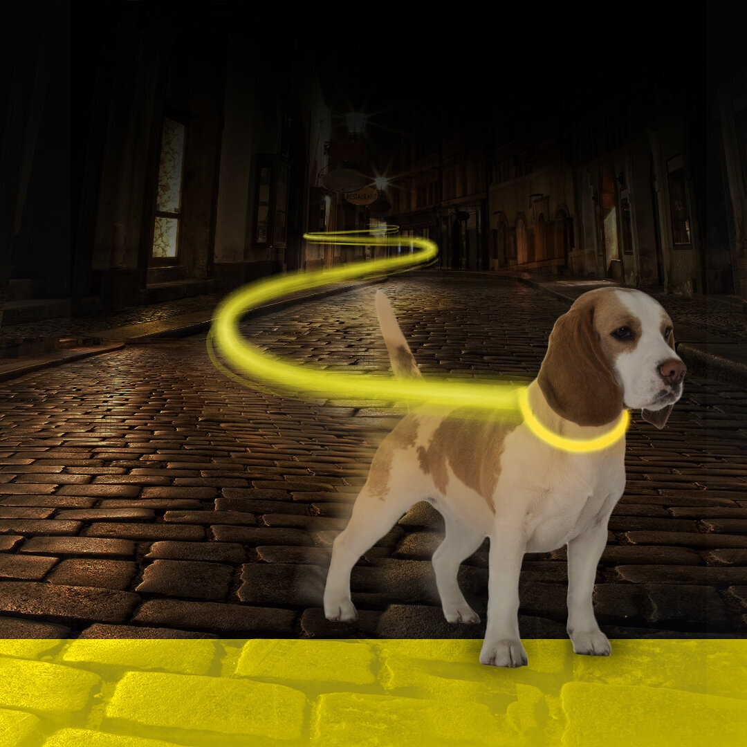 Hunde Joggingleine Mit Led Licht USB Bild 2