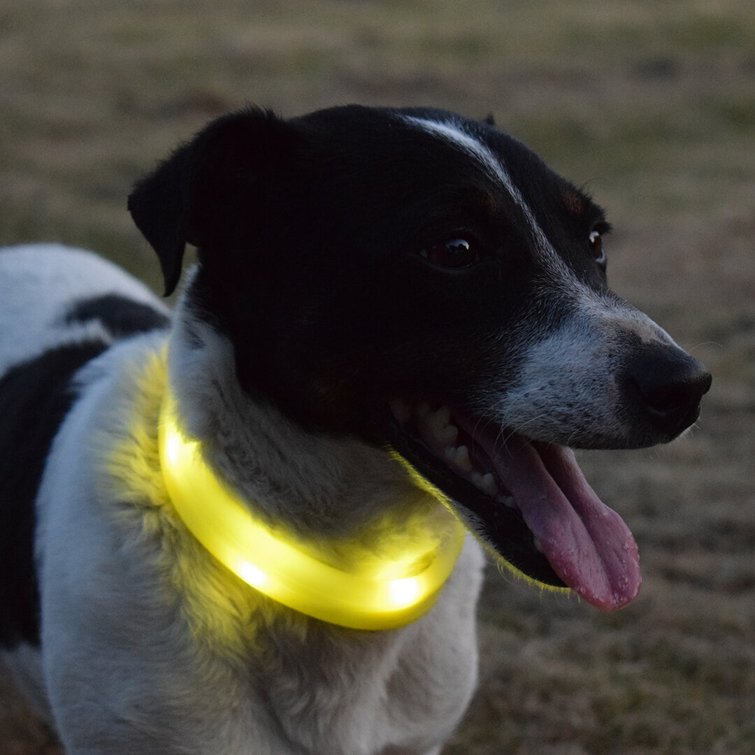 Leuchthalsband für Hunde Flash Light Ring Maxi Bild 2