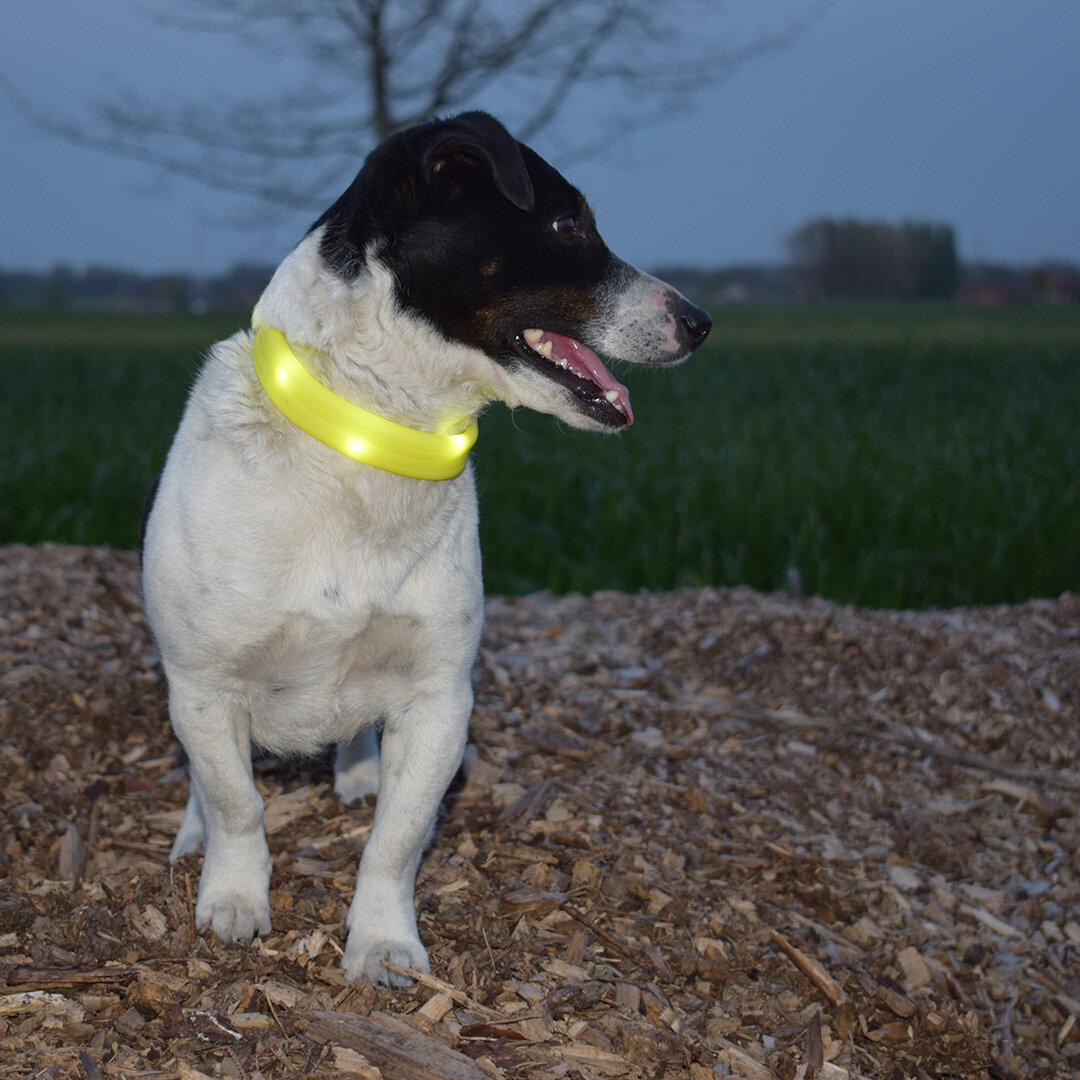 Leuchthalsband für Hunde Flash Light Ring Maxi Bild 8