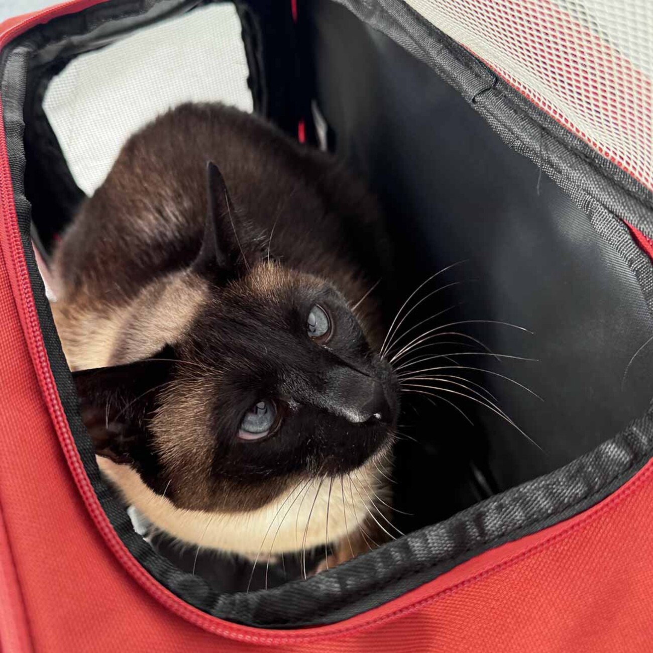 Hunde Transporttasche Trail Bild 6