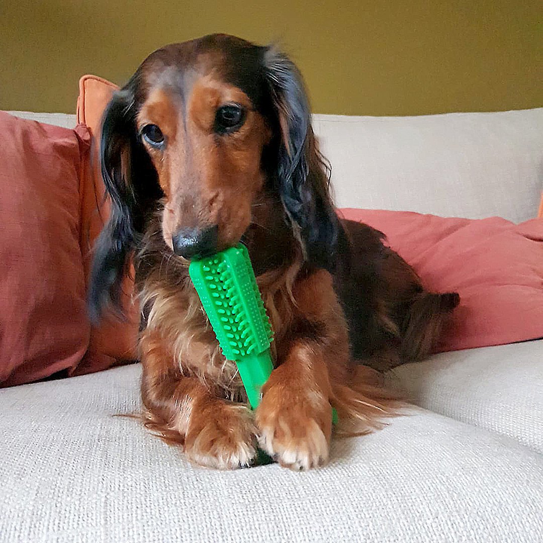 Zahnpflege Spielzeug für Hunde Bild 3