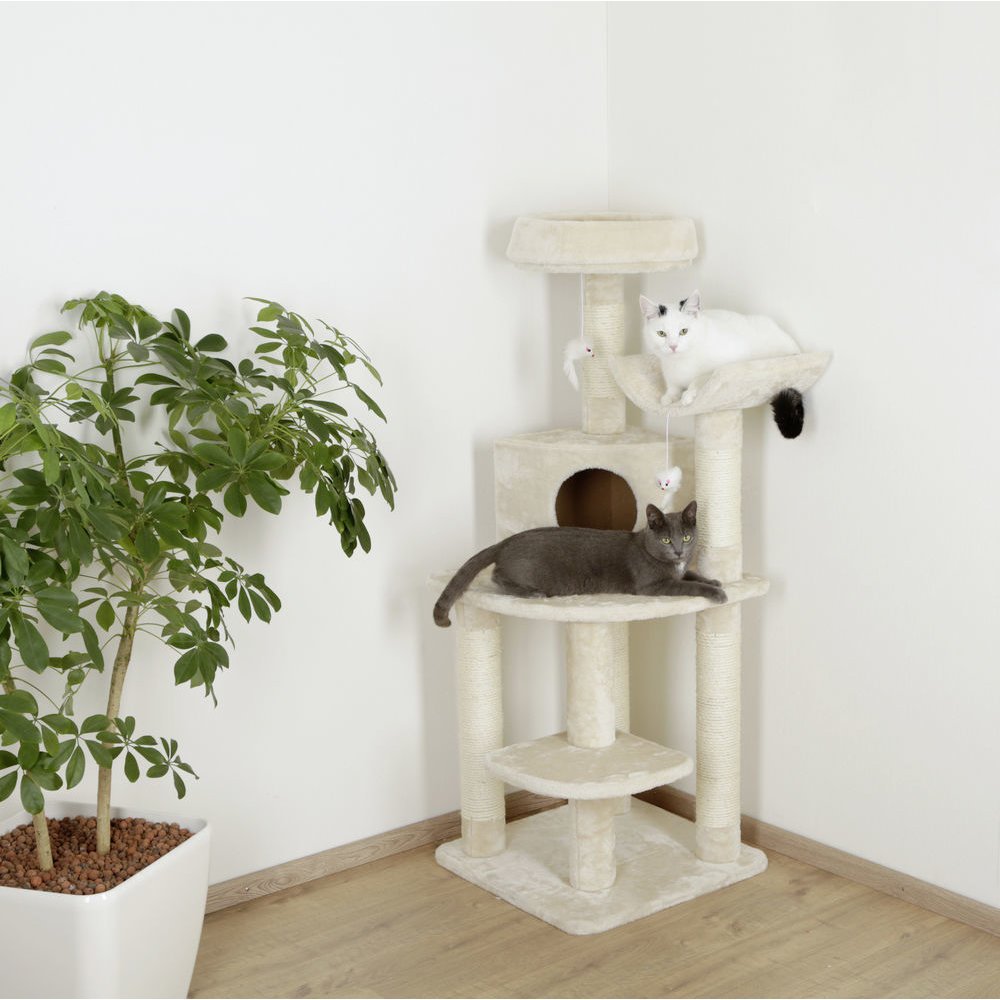 Eckkratzbaum Zirkonia Bild 2