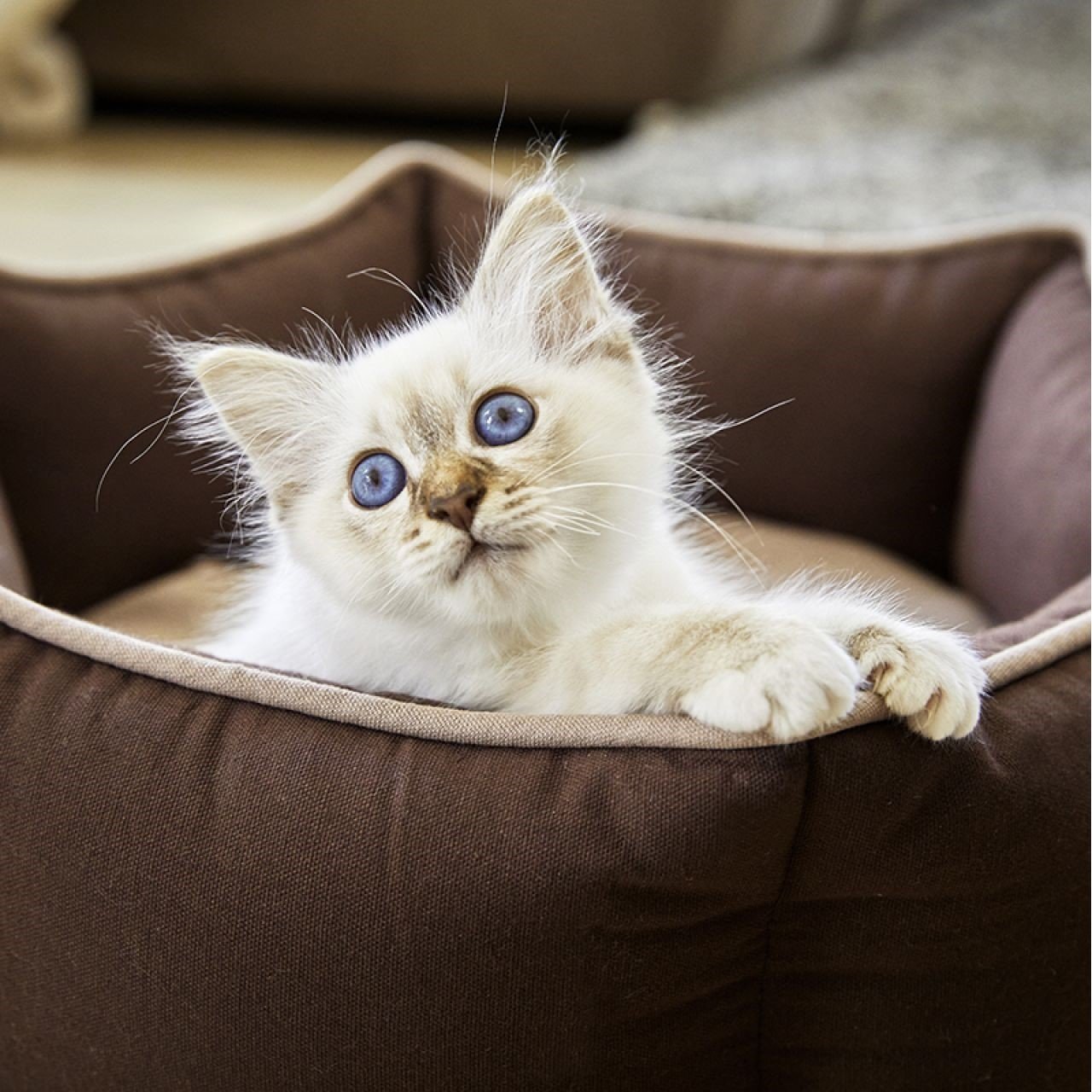 Eco Well Hundebett und Katzenbett Bild 2