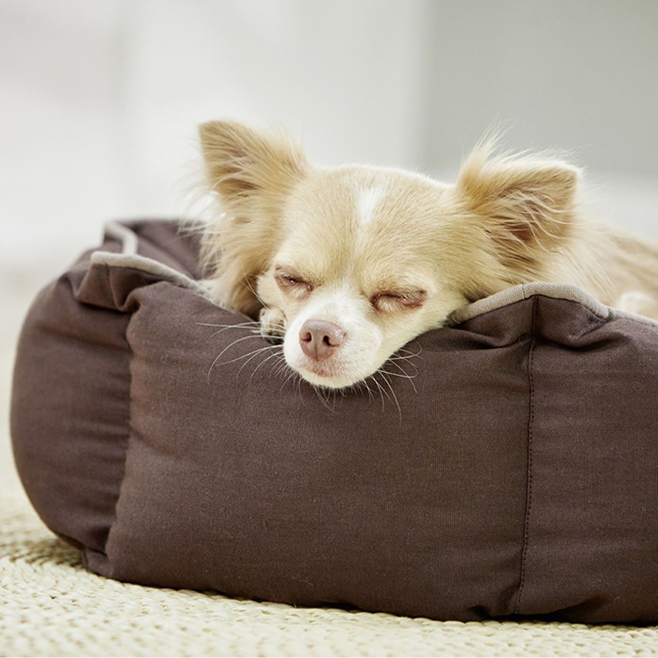 Eco Well Hundebett und Katzenbett Bild 4